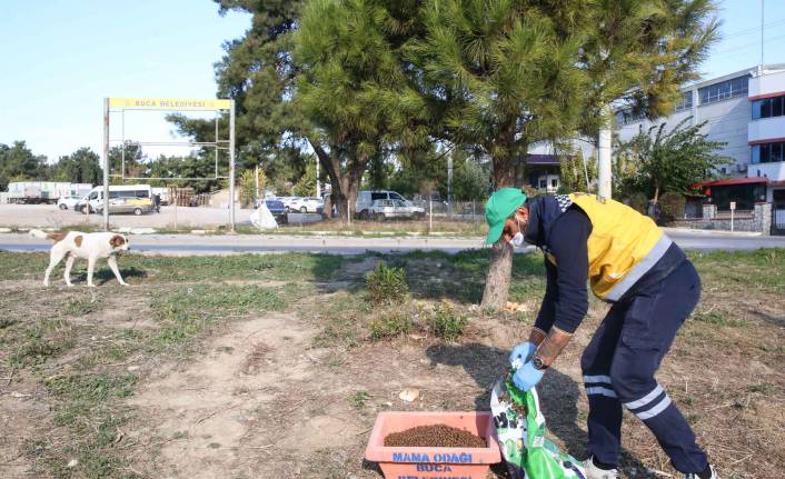 Buca Belediyesi kentte ve kırsalda mama desteğini artırdı