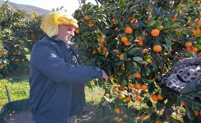 Büyükşehir sineği kovdu, mandalina değerlendi