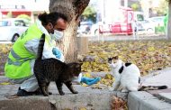 Can dostlar için kısıtlama mesaisi