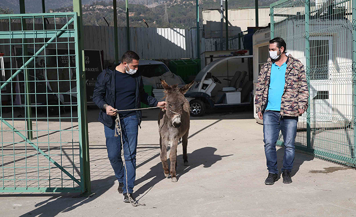 Başıboş eşek koruma altına alındı