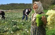 Karaburun'da çiçek üreticileri zorda
