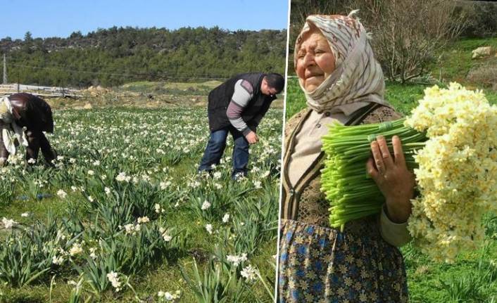 Karaburun'da çiçek üreticileri zorda